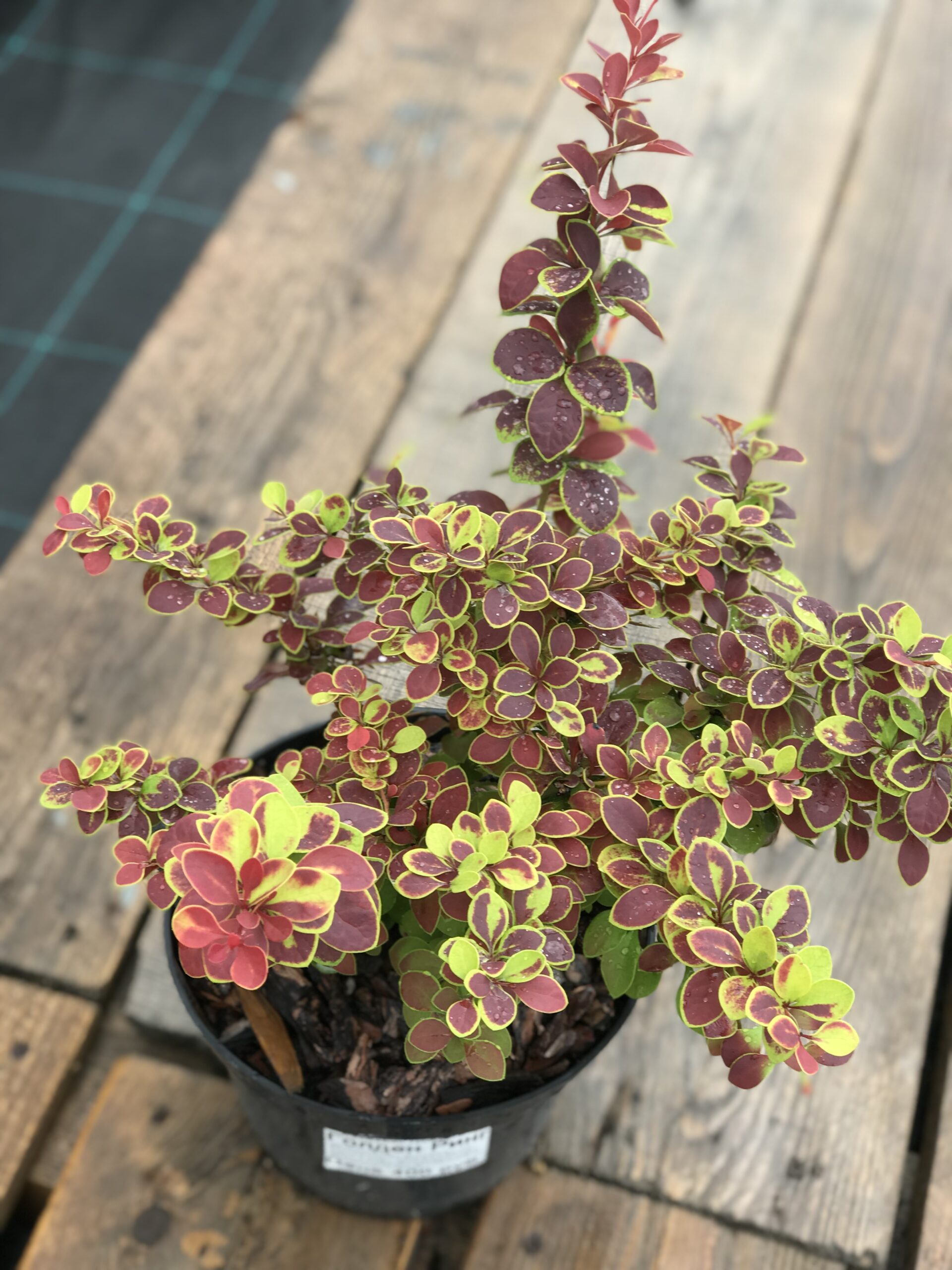 Барбарис Тунберга «Голден ринг»