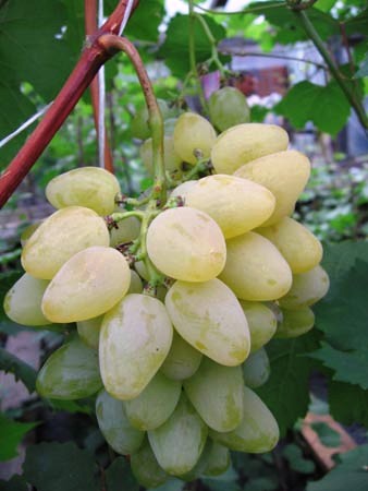 Виноград Монарх