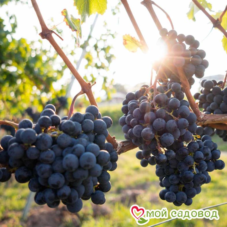 Виноград Мускат днестровский