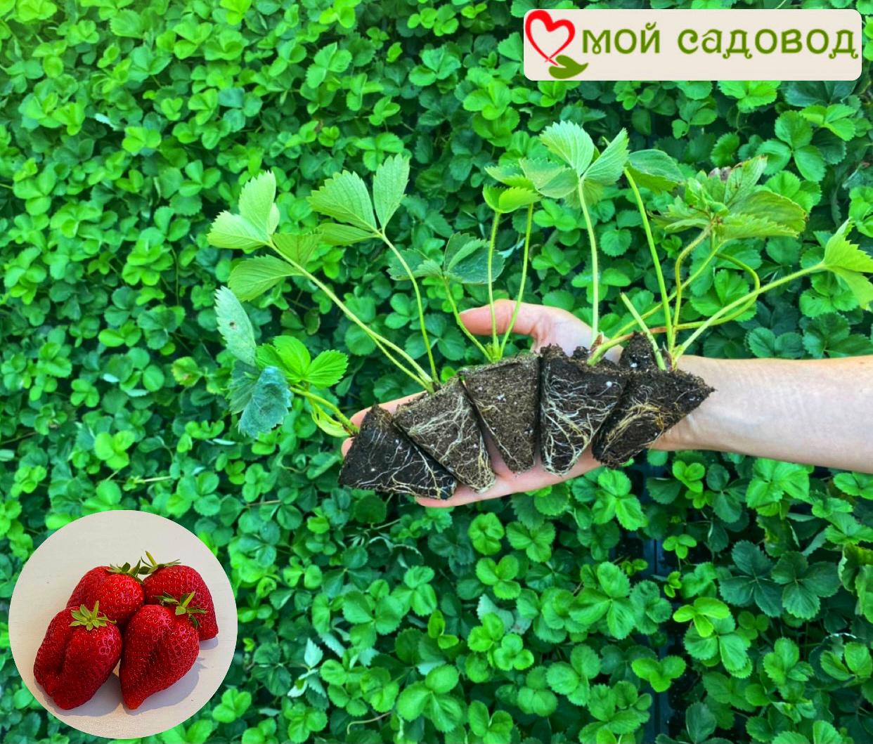 Клубника Зефир (ранний сорт) ЗКС 1С