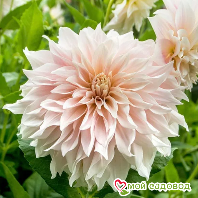 Уход за Георгинами Мингус Алекс