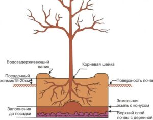 саженец сливы